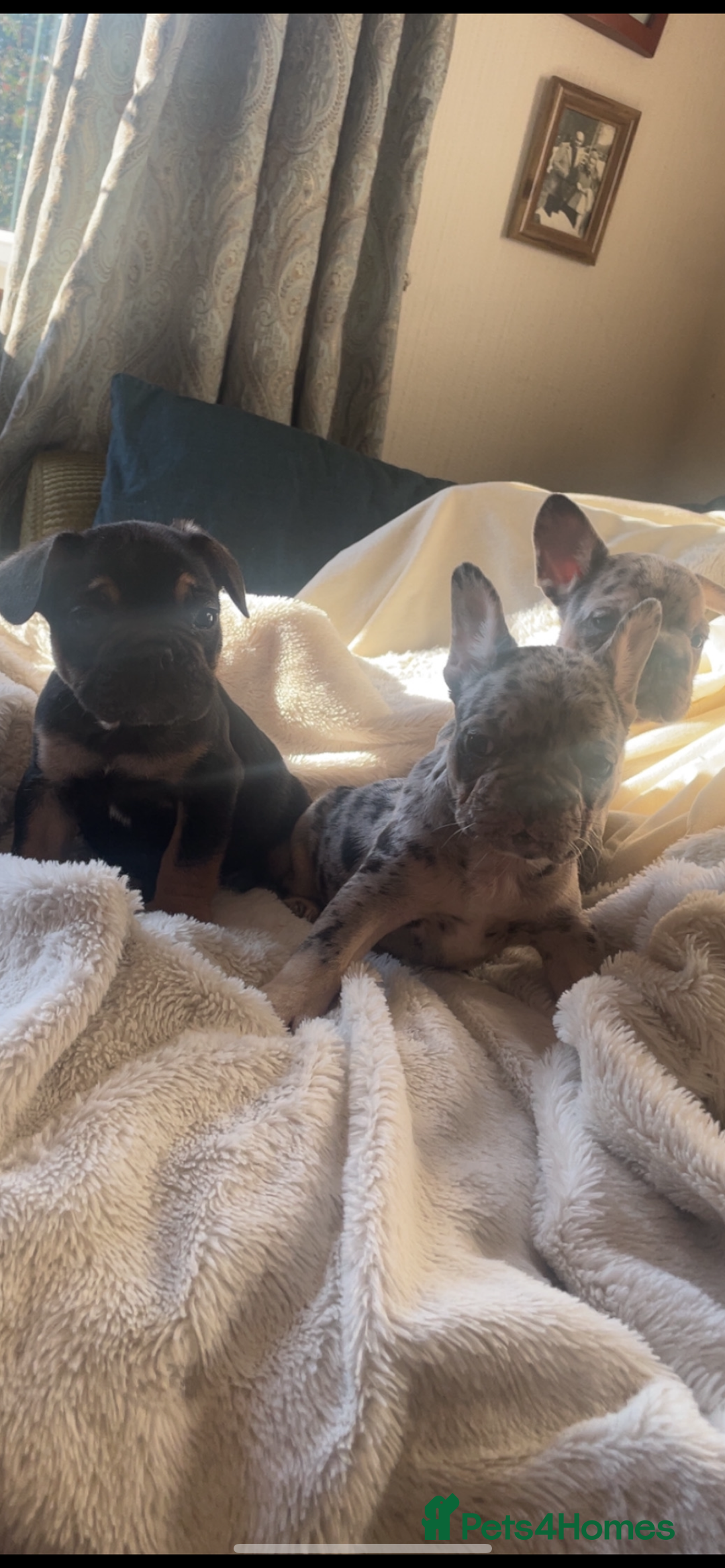 French Bulldog dogs for sale: French bulldogs boys and girls  - Image 3