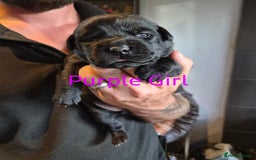 Mixed Breed dogs for sale: Beautiful Chow-Pei Puppies - Image 2