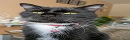 Domestic Shorthair cats for sale: Beautiful Bonded Kittens– Priced as Pairs Only 🐾  - Advert 11