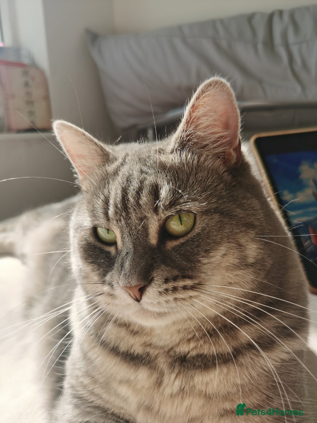 British Shorthair cats for sale: 4-Year-Old Female Cat, Neutered & Microchipped - Image 6