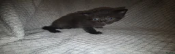 Mixed Breed cats for sale: 5 beautiful kittens  - Advert 11