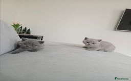 British Shorthair cats for sale: 4 adorable British shorthairs - Advert 9