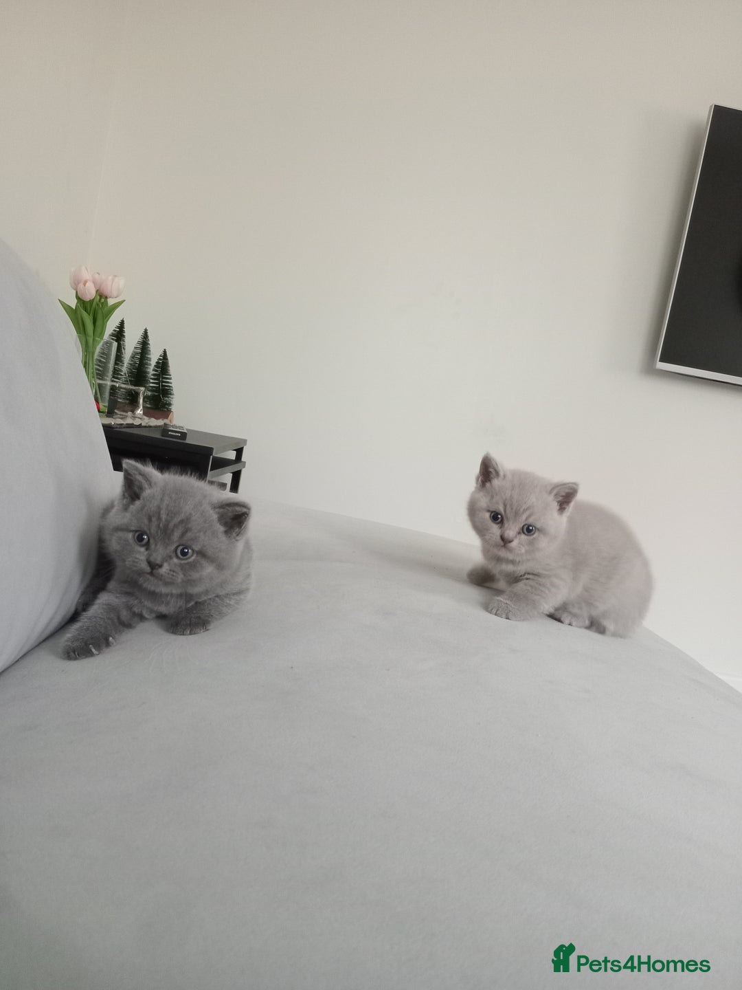 British Shorthair cats for sale: 4 adorable British shorthairs - Advert 9