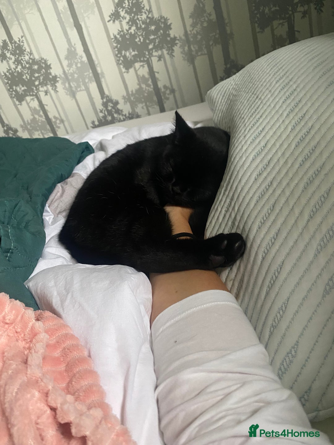 British Shorthair cats for sale: Stunning Unique Pedigree Black British Shorthair  - Advert 12