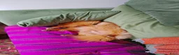 Mixed Breed dogs for adoption: Scotland:💙DEXTER💙ACTIVE,PLAYGUL, LOVING   - Advert 21