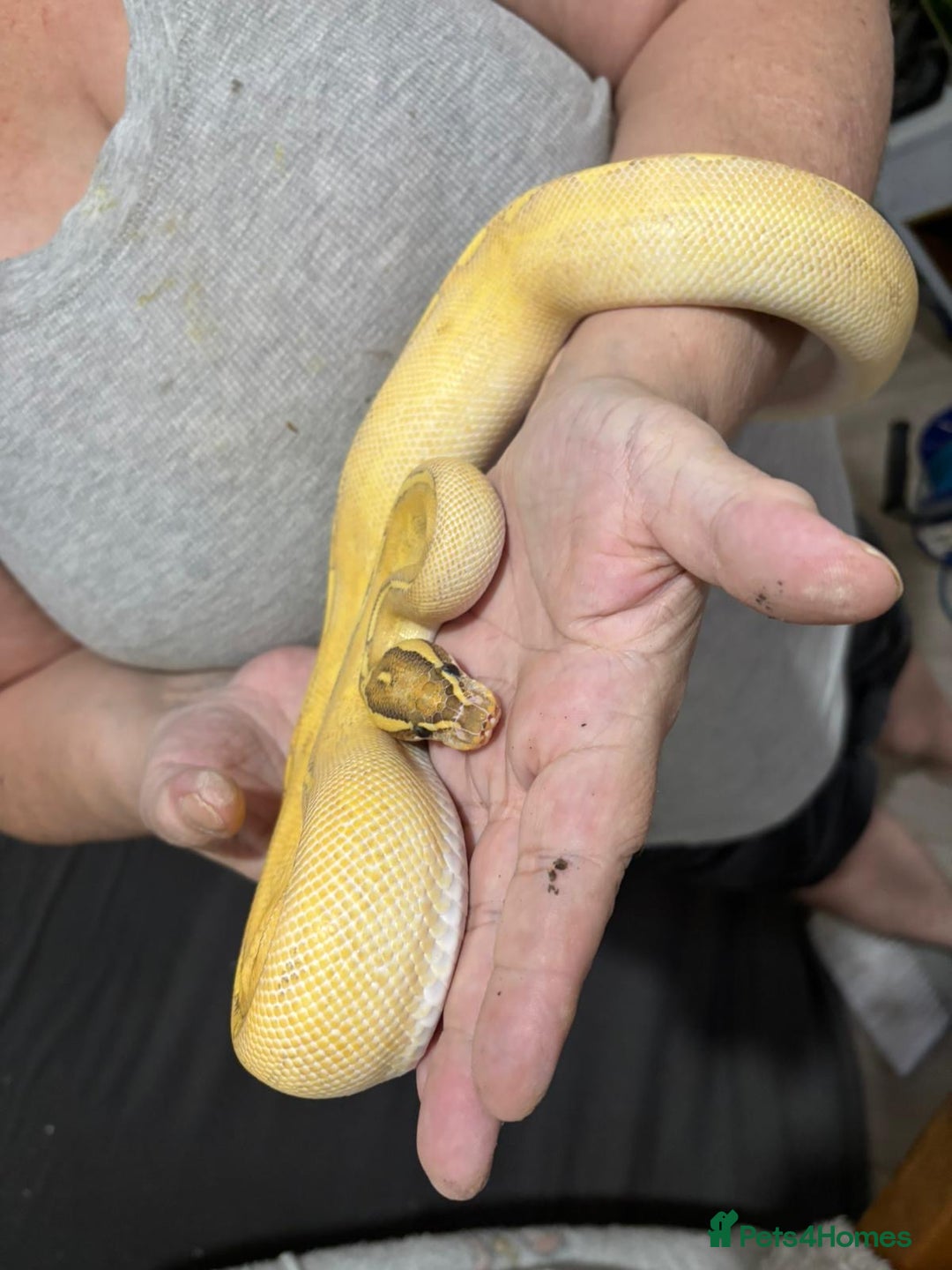 Python Snake reptiles for sale: Two pythons for sale - Advert 3