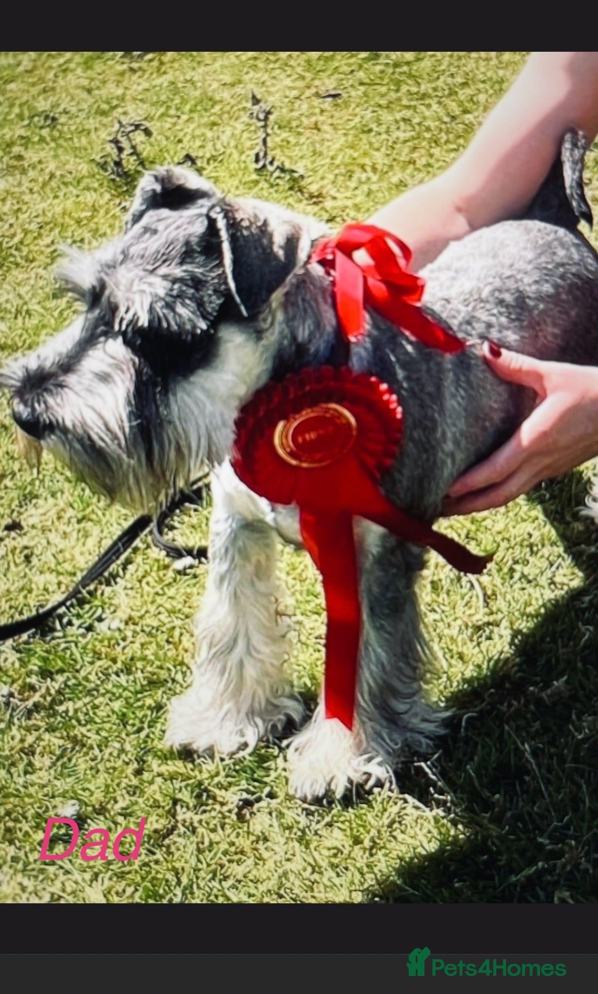 Miniature Schnauzer dogs KC MINIATURE SCHNAUZER PUPPIES  - Advert 2