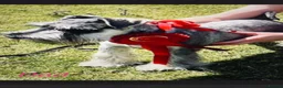 Miniature Schnauzer dogs for sale: KC MINIATURE SCHNAUZER PUPPIES  - Advert 2