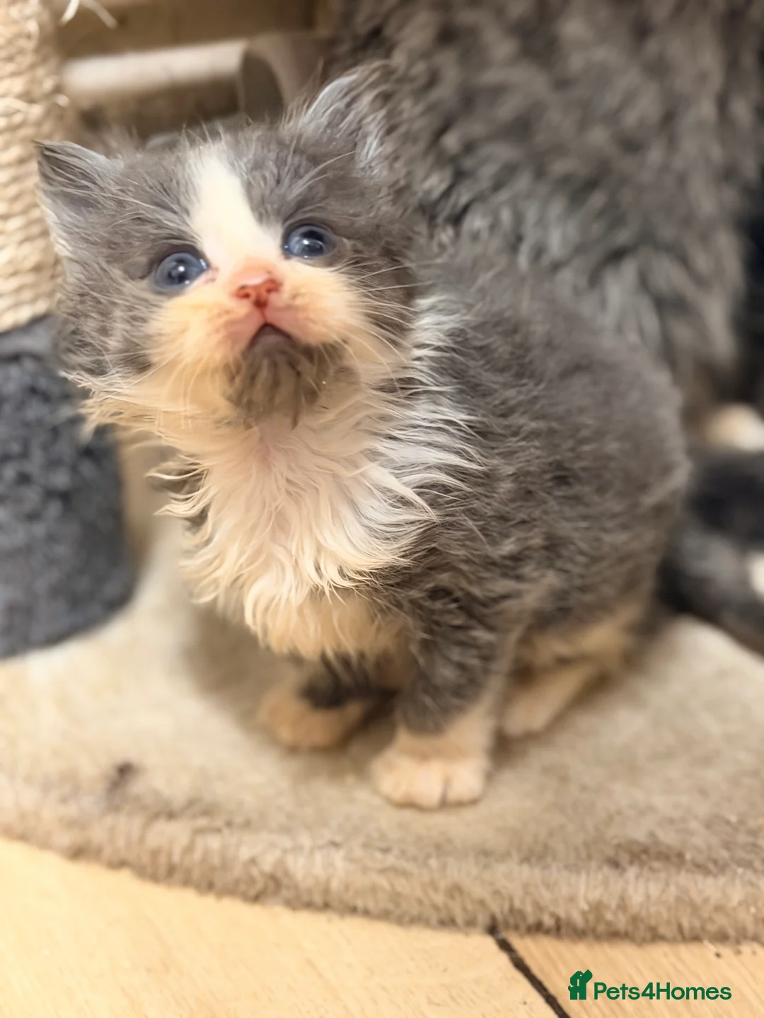 Mixed Breed cats for sale: Grey and white longhaired ragdoll x kitten  - Advert 3