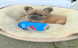 French Bulldog dogs for sale: Visual fluffy ** French bulldog puppies - Image 11