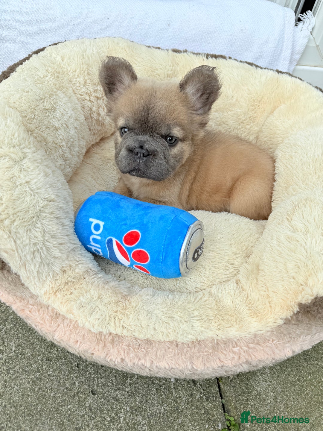 French Bulldog dogs for sale: Visual fluffy ** French bulldog puppies - Image 11