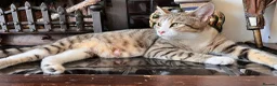 Mixed Breed cats for sale: 5 Beautiful Tabby Kittens for sale ❤️❤️ - Advert 13