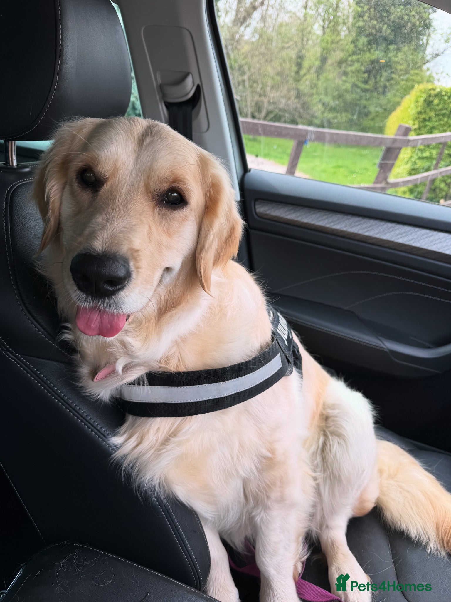 Golden Retriever dogs 2 KC Boys  - Advert 2