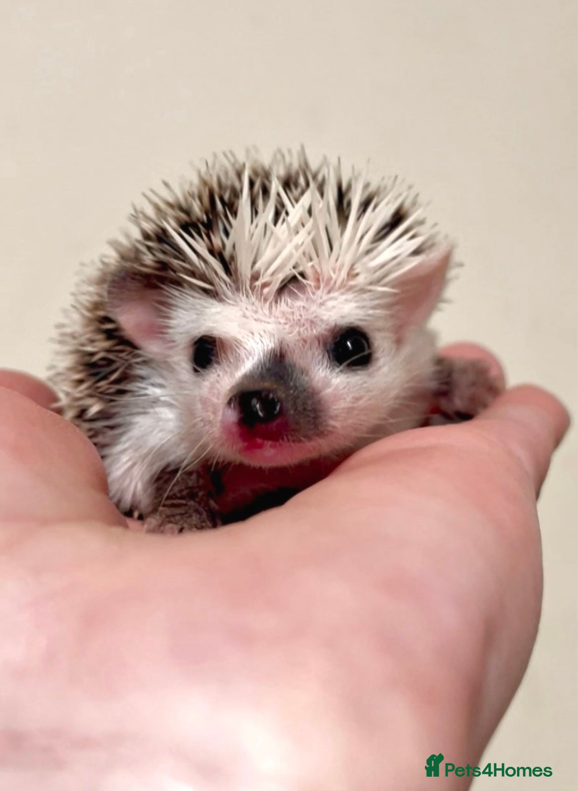 Pygmy Hedgehog rodents Beautiful Baby Hedgehogs 🦔 🍂 Pinto African Pygmy - Advert 2