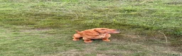 Cocker Spaniel dogs for sale: KC REGISTERED WORKING COCKER PUPPY  - Advert 6
