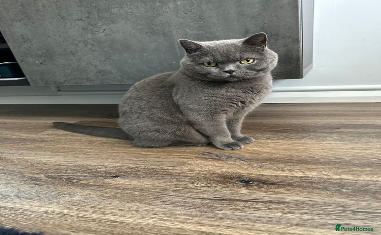 British Shorthair cats - Advert 3