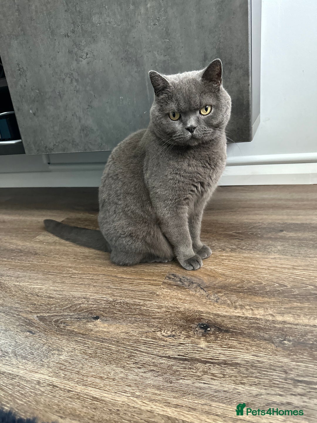British Shorthair cats for sale: British Blue Boys!! - Image 1