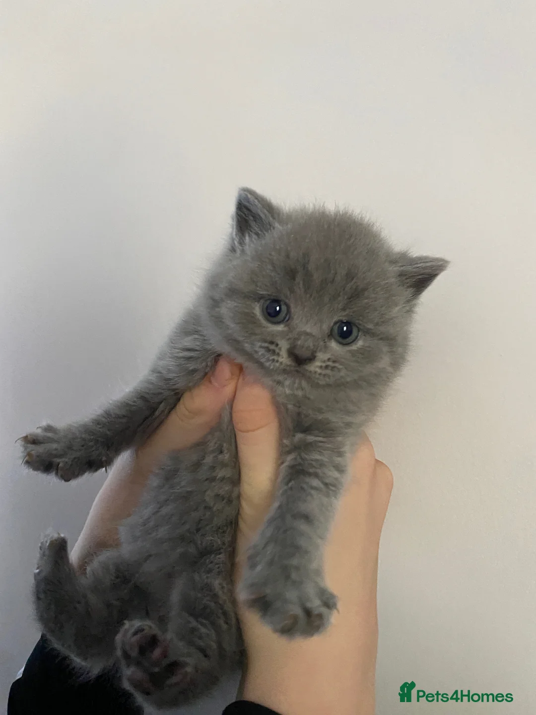 British Shorthair cats for sale: British blue shorthair x British blue long hair  - Advert 12