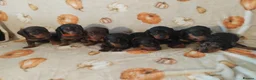Miniature Dachshund dogs for sale: Miniat Dachshund puppy READY TO LEAVE  - Advert 2