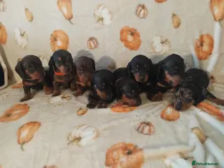 Miniature Dachshund dogs Miniat Dachshund puppy waiting for new home - Advert 3