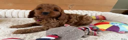 Cavapoo dogs for sale: Beautiful F1 Red Cavapoo puppies  - Advert 9