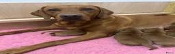 Labrador Retriever dogs for sale: Beautiful Fox Red Labrador Puppies in Wellington - Advert 3