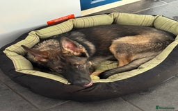 German Shepherd dogs for sale: Playful 5 Moth Old German Shepherd Male - Image 4