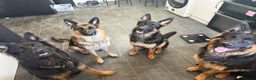 German Shepherd dogs for sale: 2 young beautiful German shepherd pups  - Advert 16