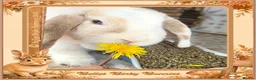 Mini Lop rabbits for sale: 🧡 Amber 🧡 3yr old girl mini lop 🧡 - Advert 3