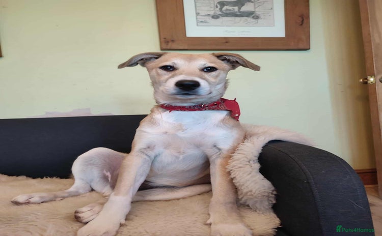 Mixed Breed dogs - Advert 13