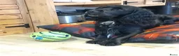 Sprocker dogs for stud: Outstanding Black Sprocker Spaniel for Stud in Yeovil - Advert 6