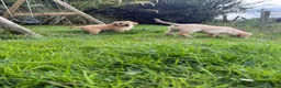 Golden Retriever dogs for sale: Golden Retriever Puppies  - Advert 27