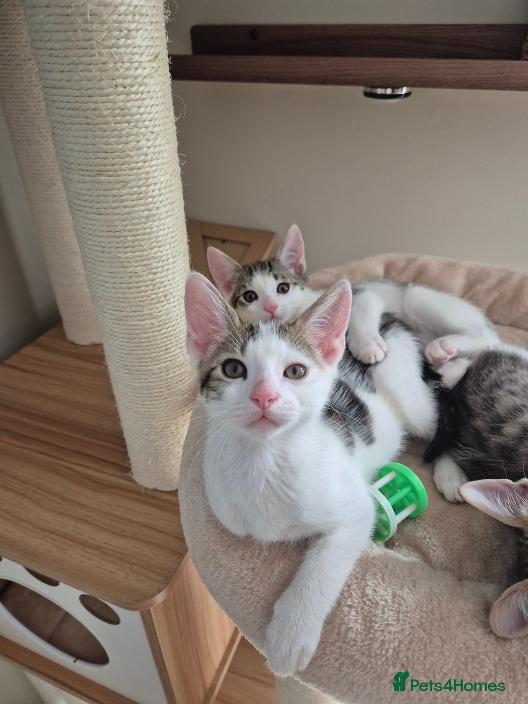 Bengal cats for sale: Male bengal cross kittens - Image 8