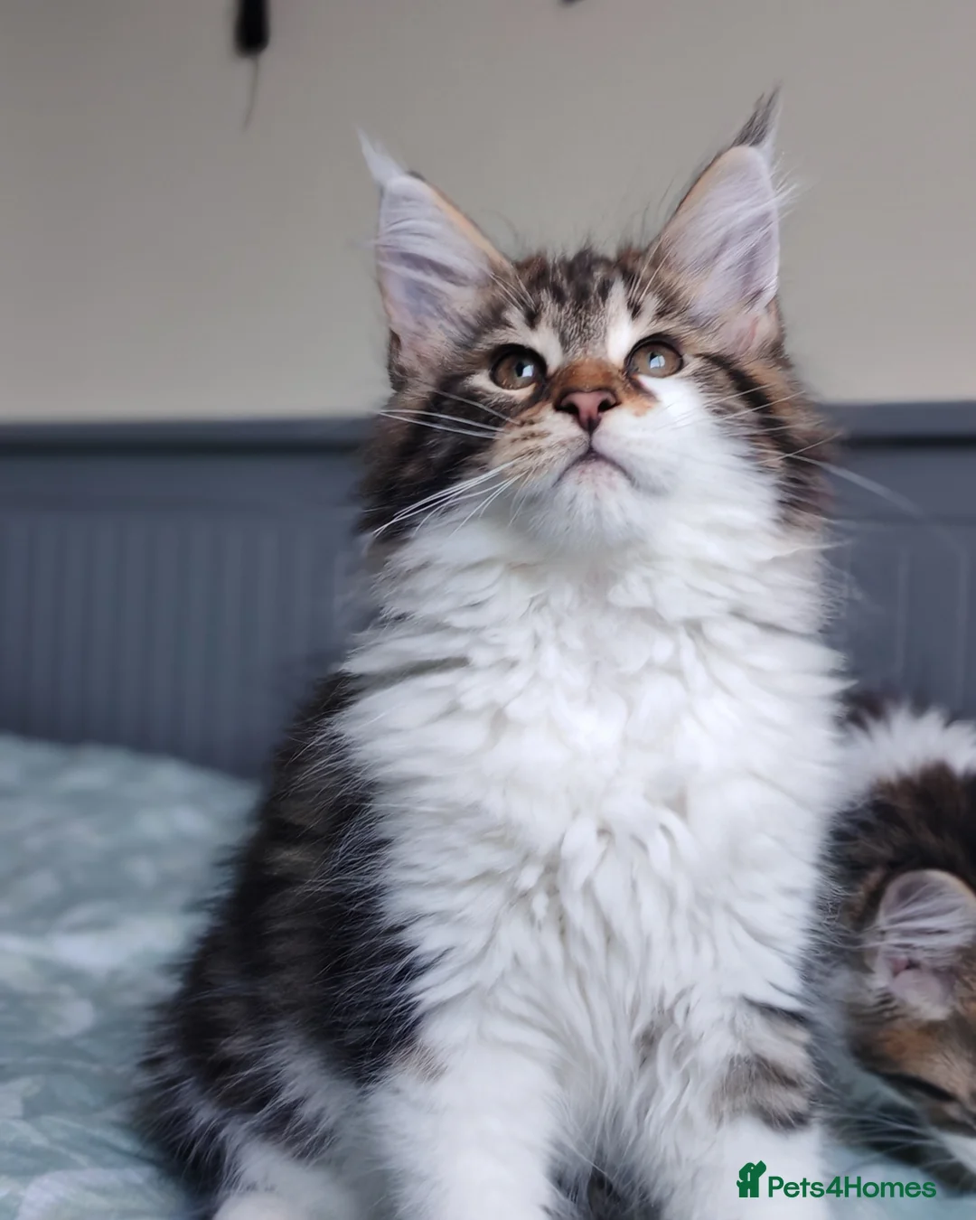 Maine Coon cats for sale: Purebred Maine coon 😍😍 - Advert 7