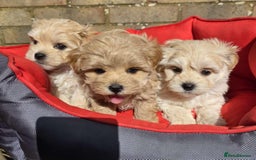 Maltipoo dogs for sale: TINY KOREAN F1 MALTIPOO PUPS - Image 1