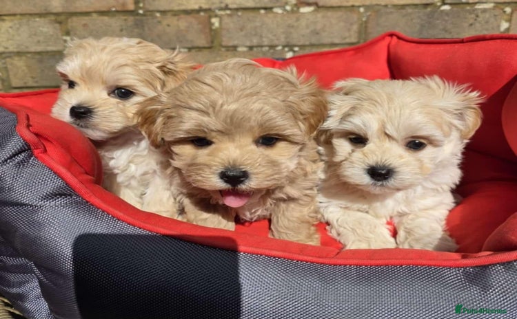 Maltipoo dogs - Advert 3