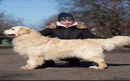 Golden Retriever dogs for sale: Stunning quality golden retriever puppies - Advert 22