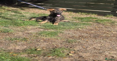German Shepherd dogs - Advert 6