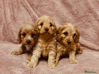 Cockapoo dogs - Advert 20