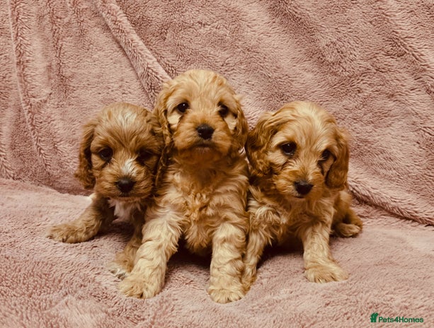 Cockapoo dogs - Advert 8