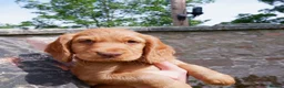 Cocker Spaniel dogs for sale: KC working Cocker Spaniel puppies in Aboyne - Advert 4
