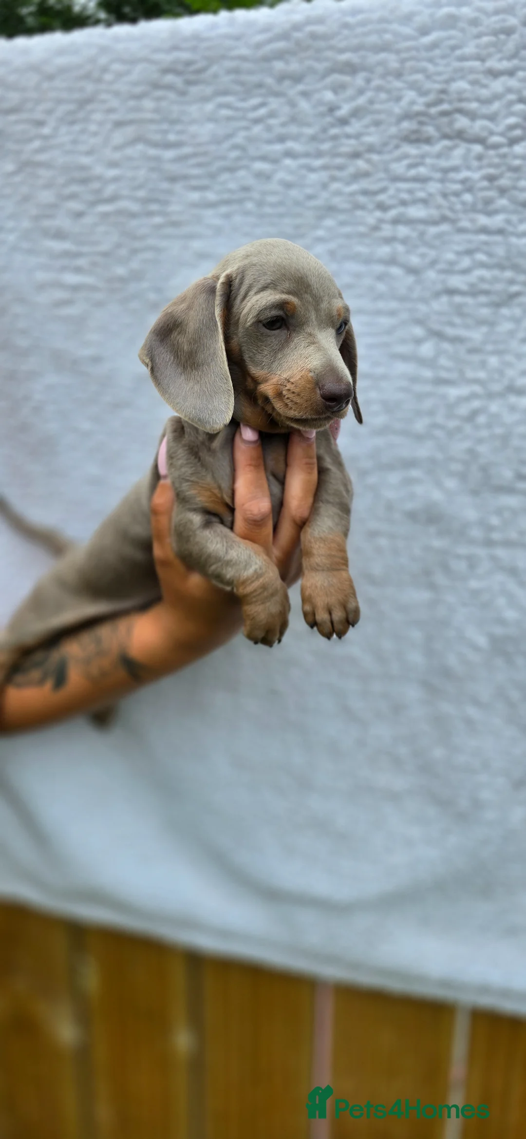 Miniature Dachshund dogs for sale: Kc registered miniature dachshund  - Advert 1