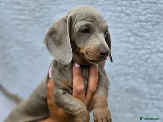 Miniature Dachshund dogs Kc registered miniature dachshund - Advert 1