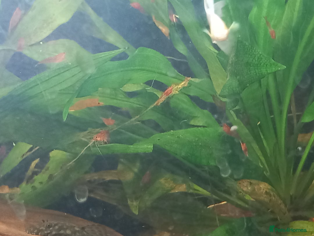 Plecos fish for sale: Bristlenose & Green Phantom plec, shrimps, Guppies - Image 8