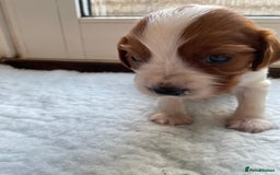 Welsh Springer Spaniel dogs for sale: One little Welsh Springer Spaniel boy!  - Image 12
