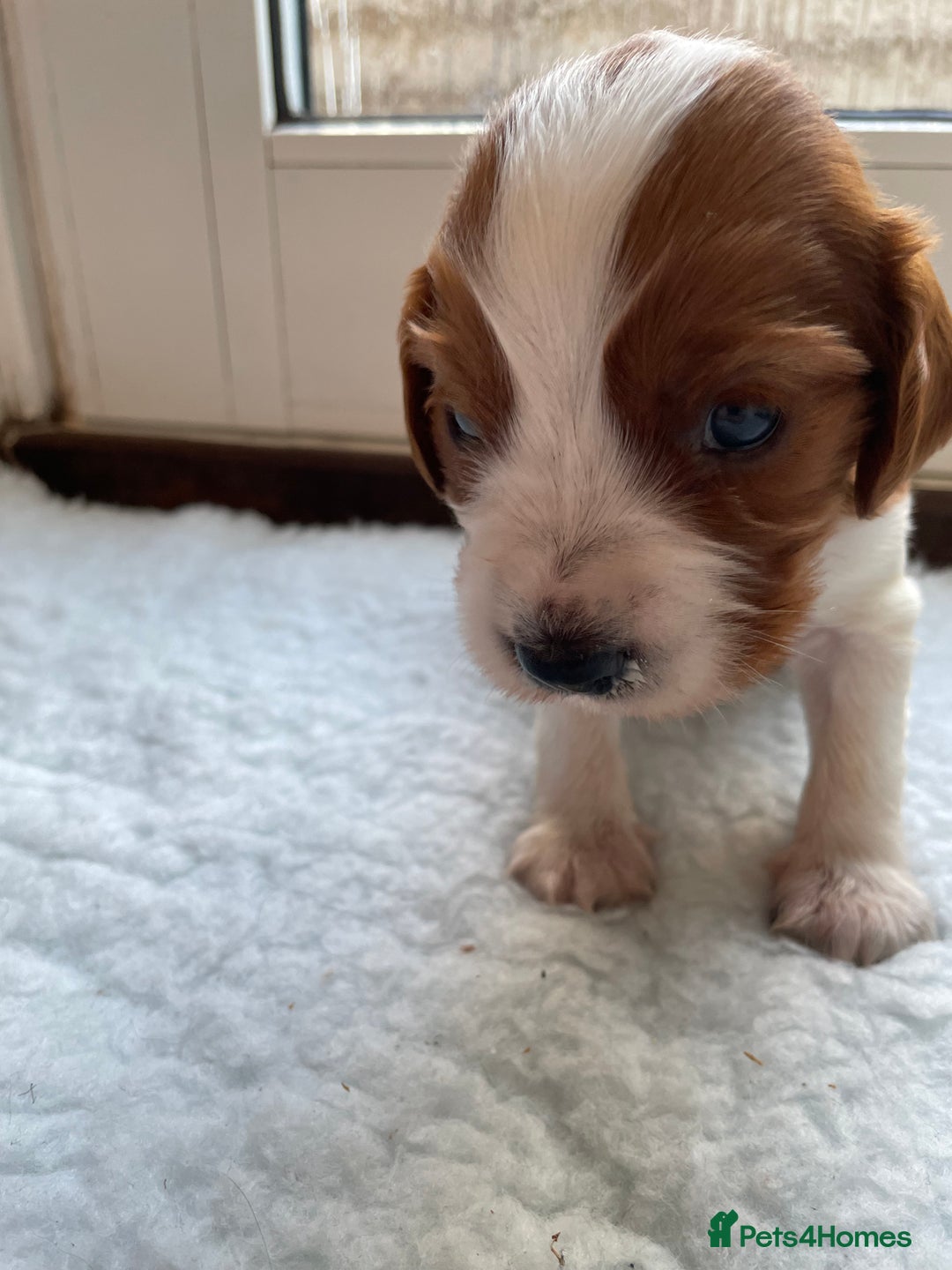 Welsh Springer Spaniel dogs for sale: One little Welsh Springer Spaniel boy!  - Image 12
