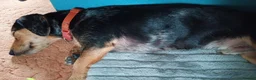 Mixed Breed dogs for sale: Jax the Airedale-Daschund  - Advert 9