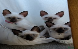 Siamese cats for sale: 2 Kittens available  - Image 3