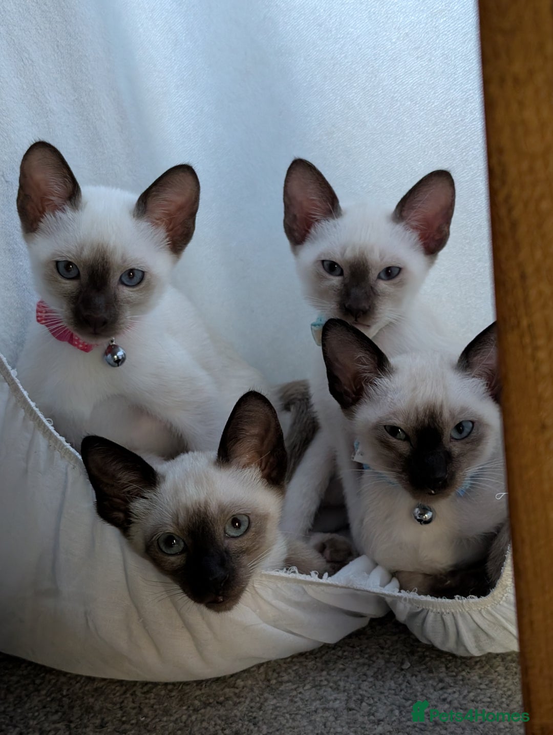 Siamese cats for sale: 2 Kittens available  - Image 3