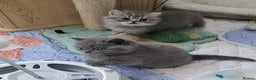 British Shorthair cats for sale: Ready to go amazing kitties  - Advert 3